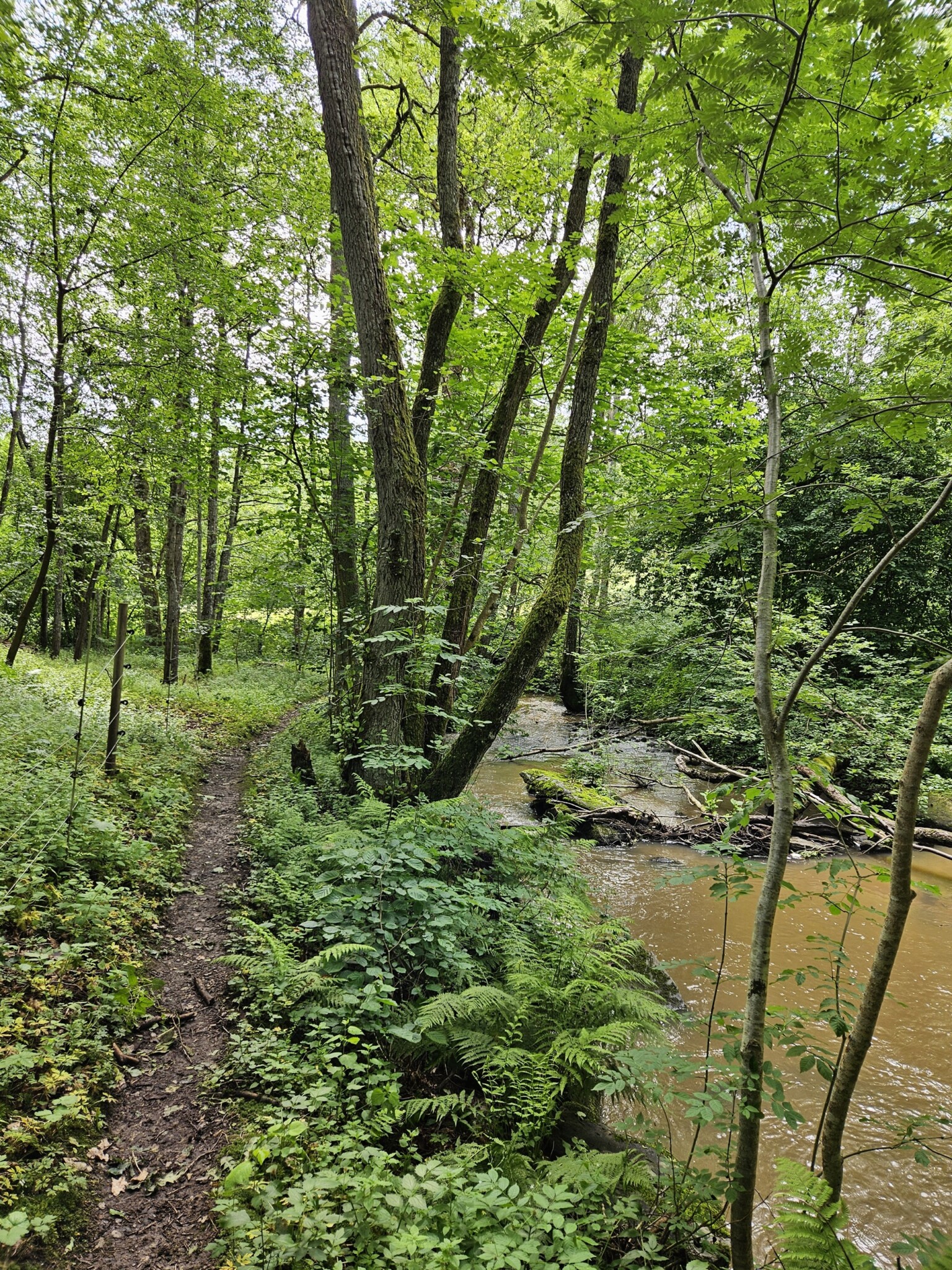 Norumsån gångstig i grönska