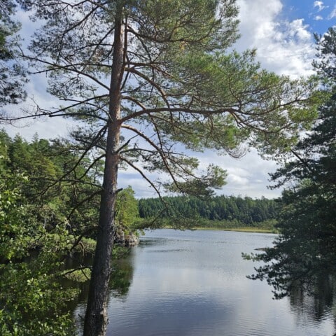 Svartedalen sjöutsikt